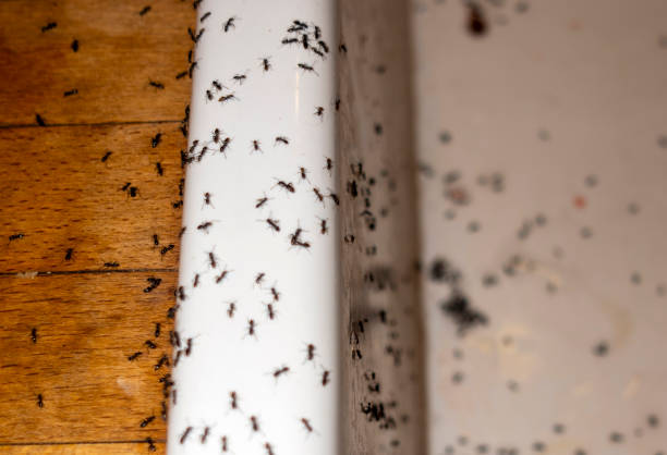 Best Bed Bug Extermination  in Dunsmuir, CA